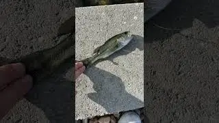 #viral #fishing #hangingout