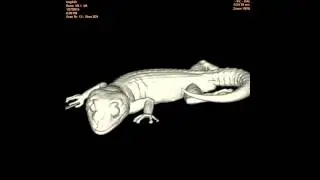 Chondrodactylus turneri CT-scan