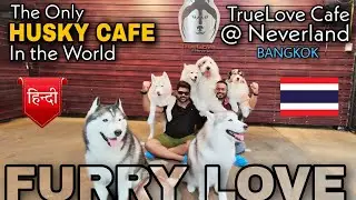 🇹🇭 Famous HUSKY CAFE in Bangkok || TrueLove @ Neverland  || Happy Place