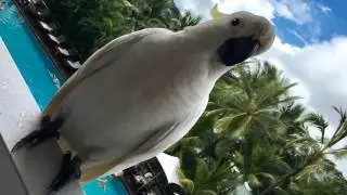 Tales From Hamilton Island