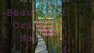 Water Farest and California Coast Original Nature sound #music #nature #trending #naturesounds