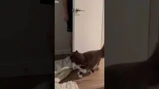 Funny Cats 2024 😅 #viral ❤️ # #6866