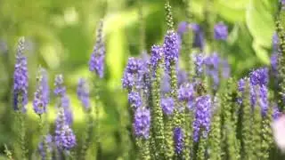 Bees Crawling on Slender Purple Flowers   Free Stock Video1
