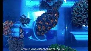 Clearwater Aquatics Acan Stock MAY 2011