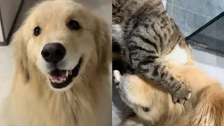 Dog and cats explore our new house 