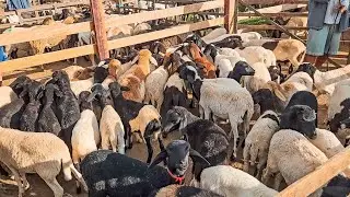 FEIRA DO BODE, OVELHA, CABRAS E SUÍNOS DE CARUARU PE, TERÇA FEIRA, (26/08/25)