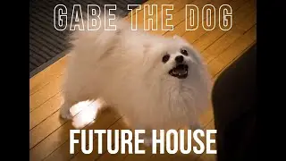 Making Future House With Gabe The Dog