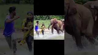 Human Elephant Conflict #shorts #youtubeshorts #short #wildlife #elephant #viral #trending