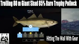 Russian Fishing 4, Trolling 80 m Giant Shad 85%, Rare Trophy Pollock, Hitting The Wall With Gear