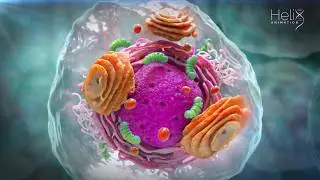 What&rsquo;s in a Cell? The basic concepts of genetics Part  1