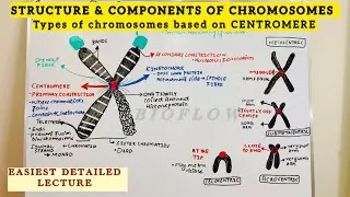 Structure and Components of Chromosome | Shapes & Types Based on Centromere | Class 11 Biology lec 1