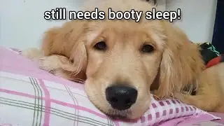 Lazy Dog won't get out of Bed
