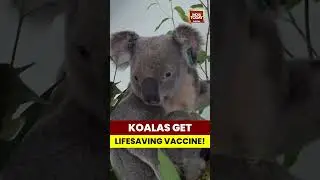 Australia approves world&rsquo;s first vaccine to protect koalas from chlamydia and save their population