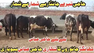 حاجی عباس سیالکوٹ 5 خوبصورت گائے 2 جھوٹیاں دستیاب 9 جنوری 2026 pak animal 