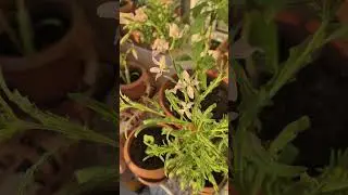 Gece kokusu Şebboy-Matthiola longipetala&nbsp;subsp.&nbsp;bicornis (Boynuzlu şebboy)