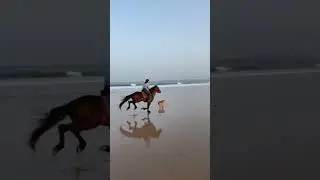 Spanish girl with a stallion horse galloping on the beach #pferd #horses #equine