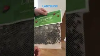 Ladybugs for your garden! [Before you put them in]
