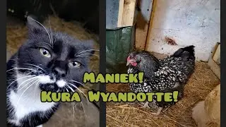Hodowla Kur - Opis Rasy Wyandotte 🐓🐔/ Maniek!
