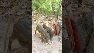 Best Quick Powerful Wild Pig Trap Make By Curved bamboo #shortvideo #wildpig #WildboarTrapping