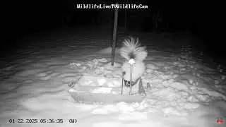 #Snunk #Feeding in #Snow #wildlifelivetv #Critters #WildLife #Animals #wildanimals #skunks #feeder