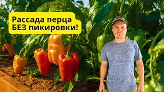 Как вырастить много рассады перца БЕЗ пикировки- наш способ.