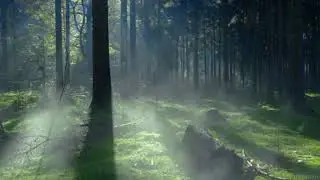 Vamos relaxar e dormir ao som ambiente da natureza da Aldeia de Levadas em Castro Daire, Portugal. 🌳