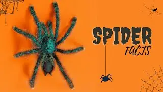10 Astonishing Spider Facts That Will Blow Your Mind