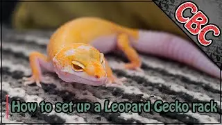 How to set up a Leopard Gecko rack