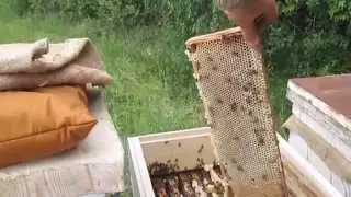 Отбор меда от семьи бакфаст линия B 33 BZF  Selection of honey from the family buckfast line B 33