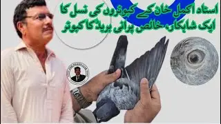 Ustad Akmal Khan Ki Shahkar Nasal | Pure Old Breed Kabootar Review