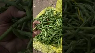Beans | Bowenpally vegetable market #beans #trending #vegetables #youtube #shorts #video #farming