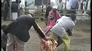 TAM-TAM DE BOEUF A OUANI   (1999) - N'goma ya gnombé