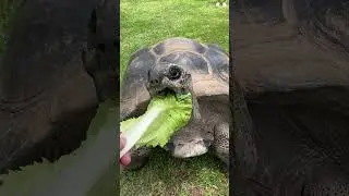 Sea World Aldabra Island Grand Opening San Antonio, TX