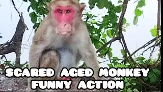 Funny moments of the Aged Monkey. Monkey action. Macaca. Macaque. Monkey. Bandar. Kurangan. Mankey