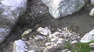 Spotted Forktail (Enicurus maculatus)