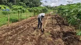 A GENIUS FARMER'S IDEA TO PREPARE LAND FOR PLANTING CORN WITH SIMPLE TOOLS! - Agriculture Farming