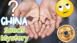 Mysterious China Seeds Revealed!