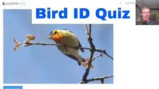 Bird ID Quiz Practice Session