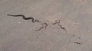 OMG! Snake was giving birth (not to Eggs) but Baby Snakes 1st part.
