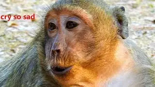 So Pity Sweet Pea cry so sad for mom Popeye warm care & Hurt | SP cry so sad coz Popeye leave alone