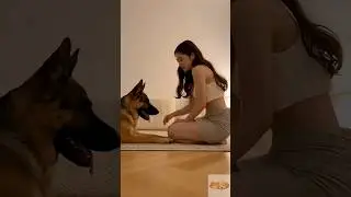 #germanshepherd #stitchtricks #comedyshorts #funny #stitch