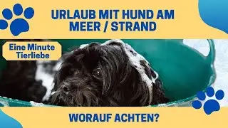 Urlaub mit Hund am Meer / Strand Worauf achten? Reisetipps mit Hund Mittelmeer