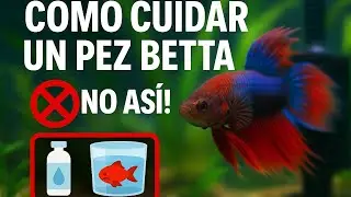 🔵 C&oacute;mo cuidar un pez betta (sin que muera a la semana) gu&iacute;a f&aacute;cil a detalle