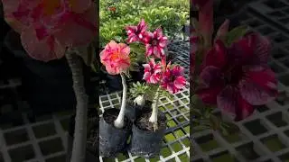 Buy Thailand Imported Adenium Plant Online 🪴 #adenium #plants #flowers #garden
