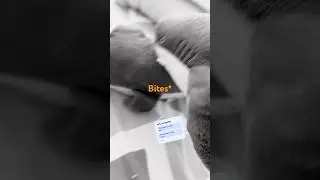 Blahaj vs Bhlahaj (IKEA shark) #ikeashark #fight #shark