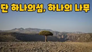 사라지는 거인들: 소코트라 용혈수의 마지막 저항&mdash;왜 전 세계가 주목해야 하는가