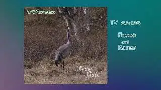 FaunaView: Dovrefjel - Cranebird Encounters