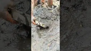 Unbelievable Winter Pond Fishing! Catching Fish with a Plate in Freezing Water #fishing #shortvideo