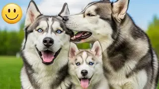 Funny Cat & Dog Videos 🐶😺  Try Not To Laugh 😂 2026