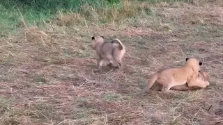 Cubs of Black Rock Male Lions | Fig Tree Pride | Masaimara | 8 October 2025